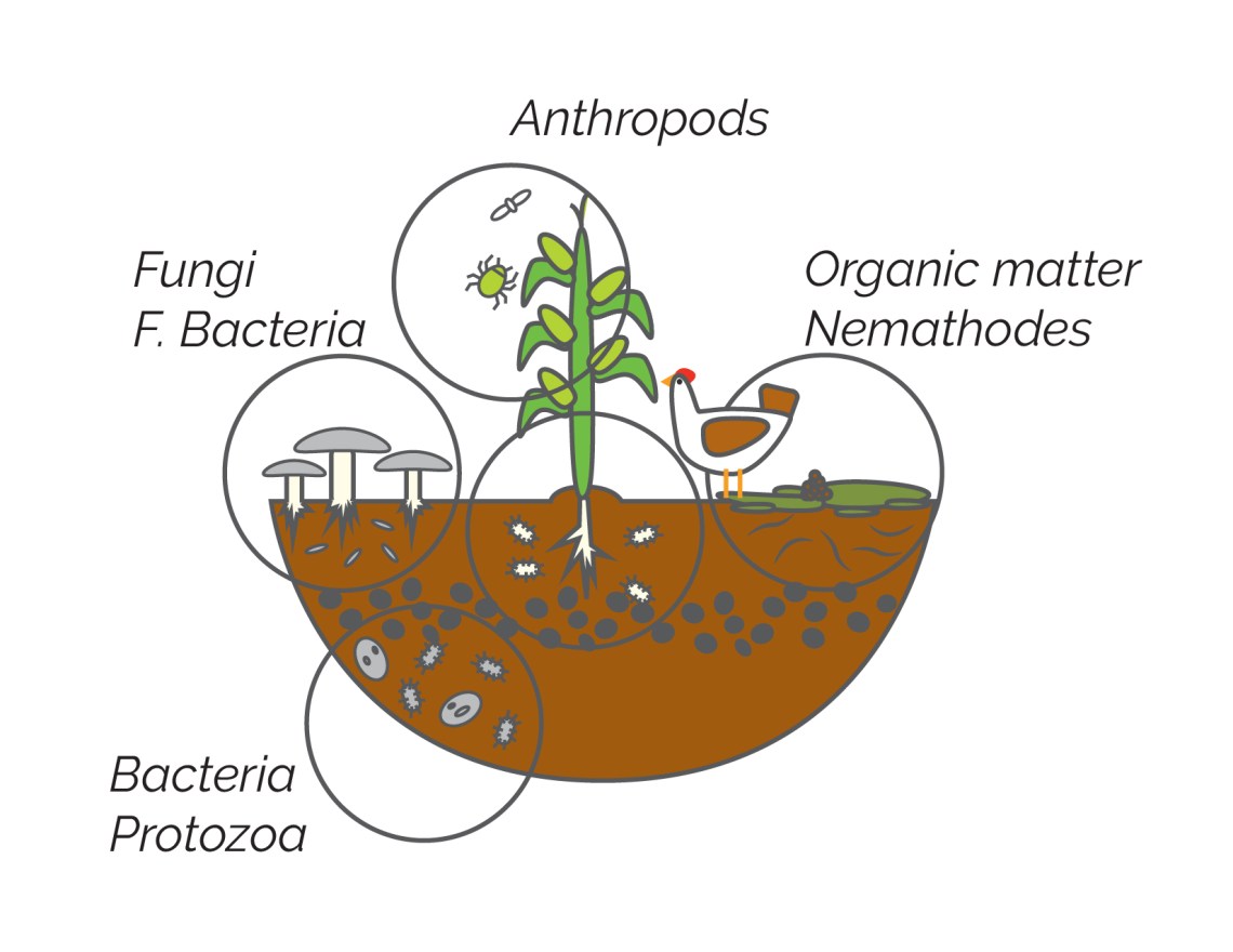 Soil biology